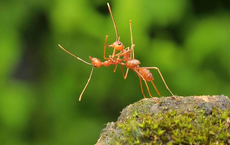Comedy Wildlife Photography Awards 13