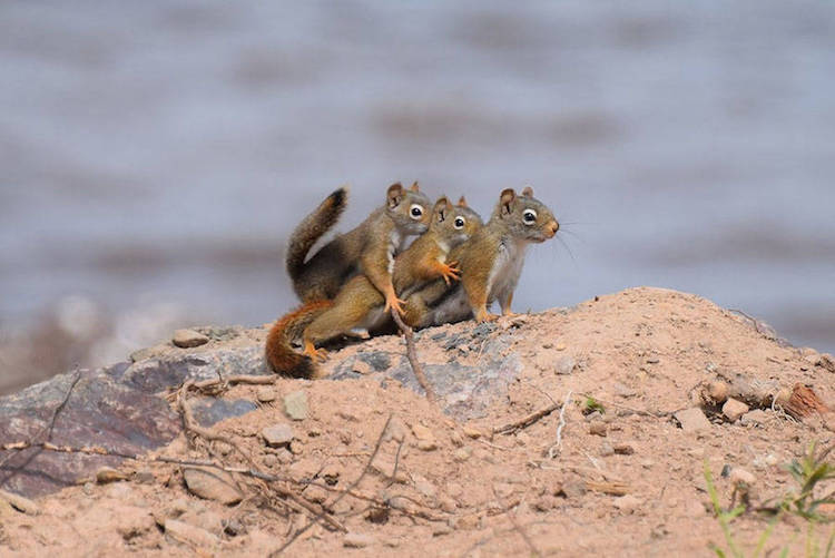 Comedy Wildlife Photography Awards 14