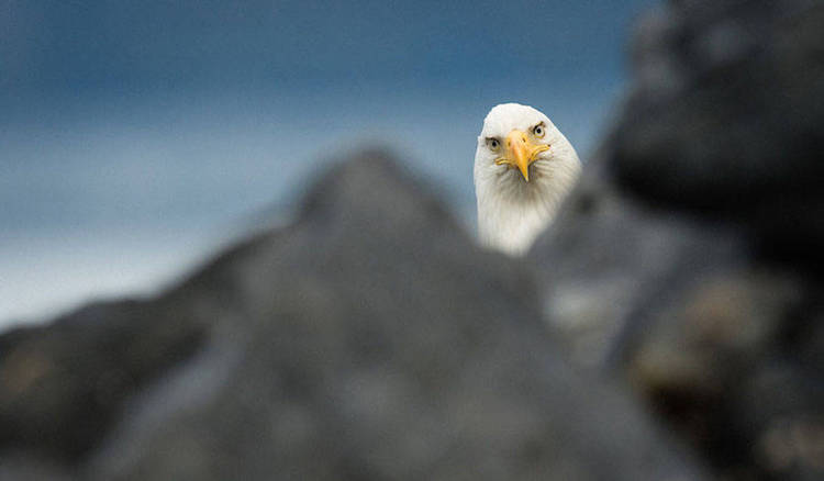 Comedy Wildlife Photography Awards 15