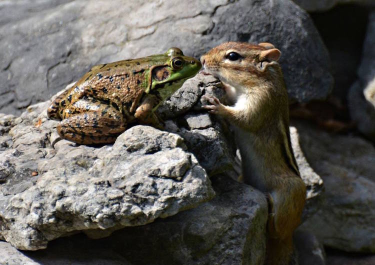 Comedy Wildlife Photography Awards 16