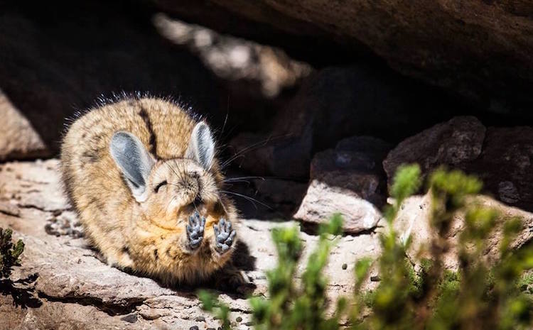 Comedy Wildlife Photography Awards 17