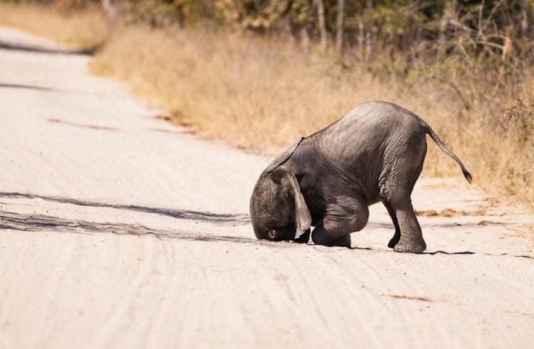 Comedy Wildlife Photography Awards 18