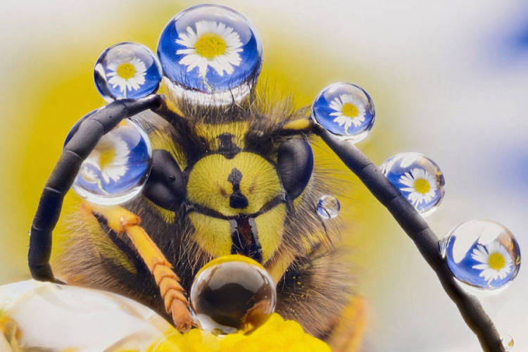 Comedy Wildlife Photography Awards 19