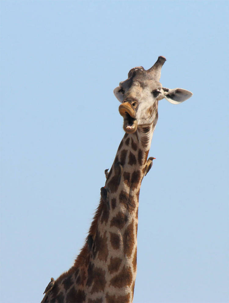 Comedy Wildlife Photography Awards 2