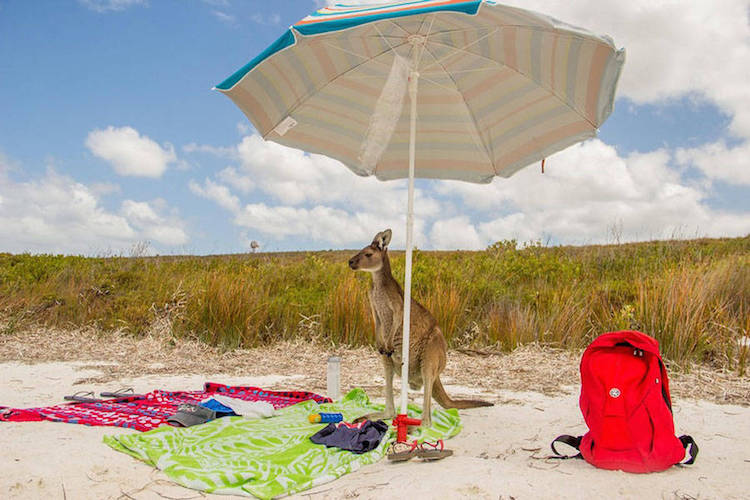 Comedy Wildlife Photography Awards 20