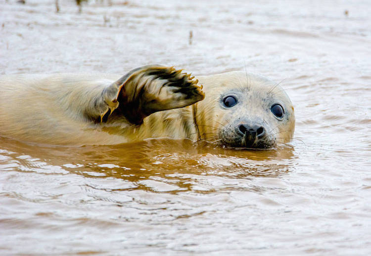 Comedy Wildlife Photography Awards 21