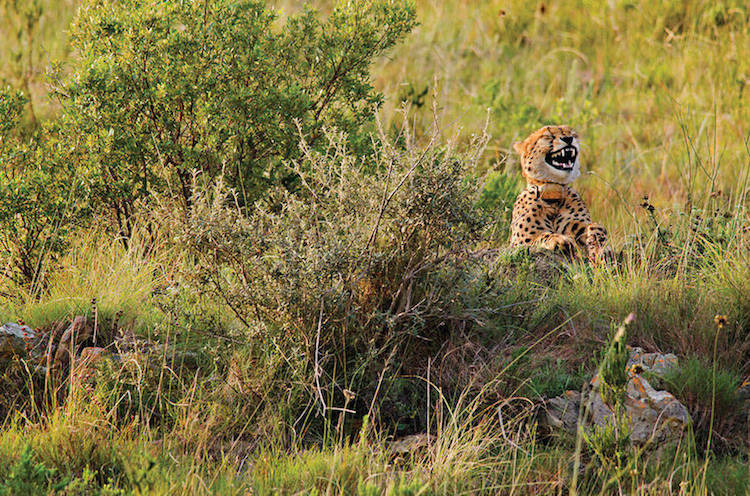 Comedy Wildlife Photography Awards 3