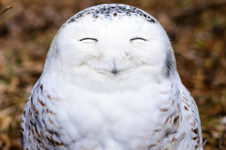 Comedy Wildlife Photography Awards 4