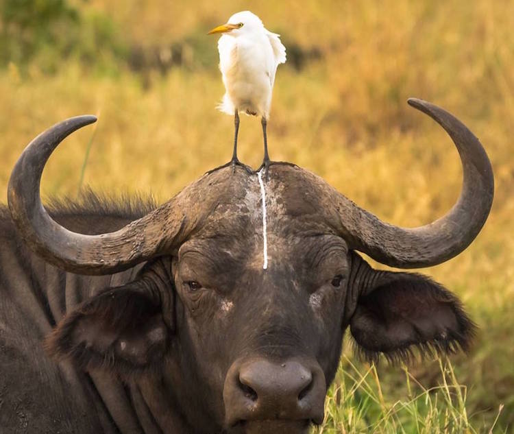 Comedy Wildlife Photography Awards 5