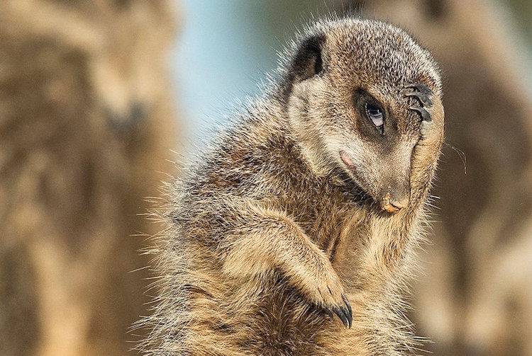 Comedy Wildlife Photography Awards 6