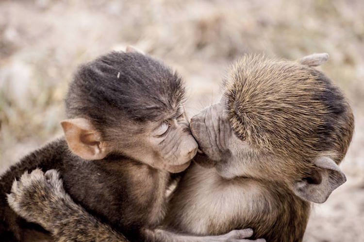 Comedy Wildlife Photography Awards 7