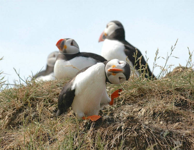 Comedy Wildlife Photography Awards 8