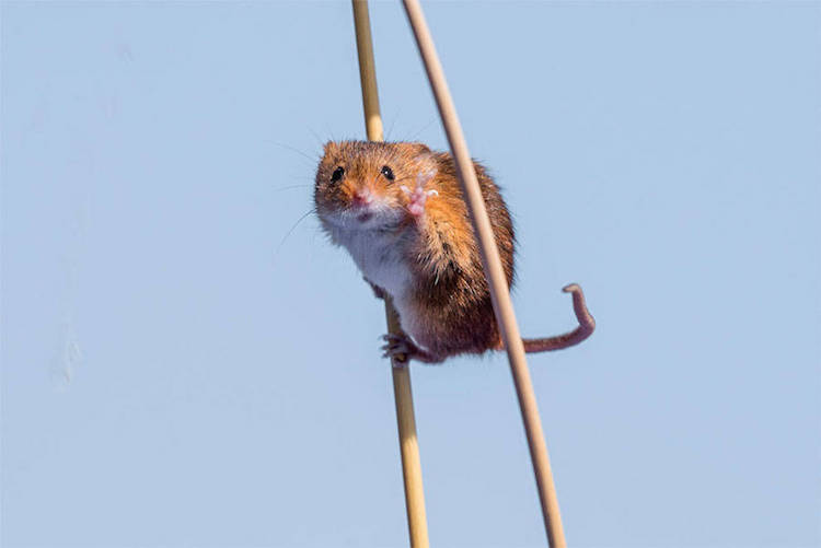 Comedy Wildlife Photography Awards 9