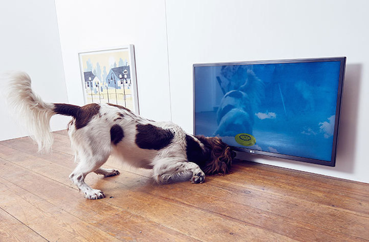 Dominic Wilcox arte pintura para perros 6