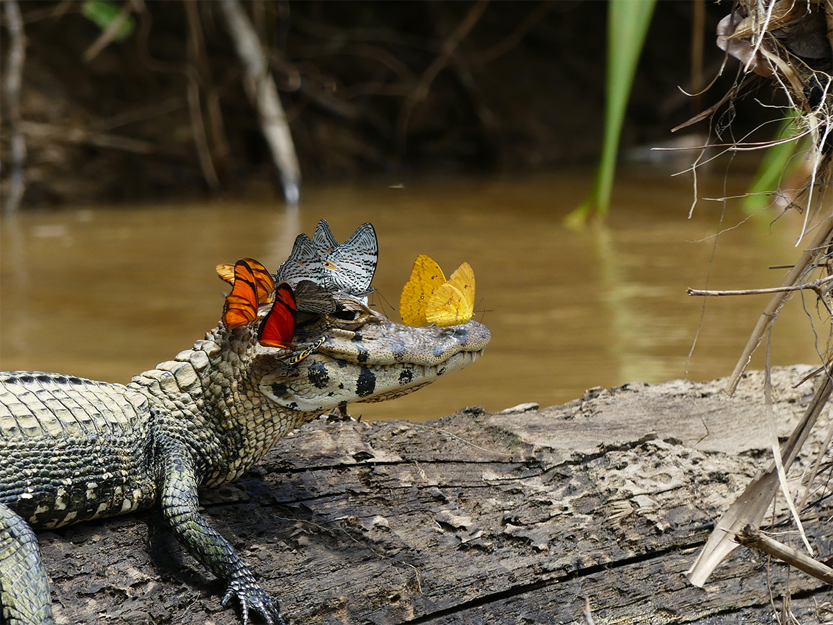 Mark Cowan caiman con mariposas