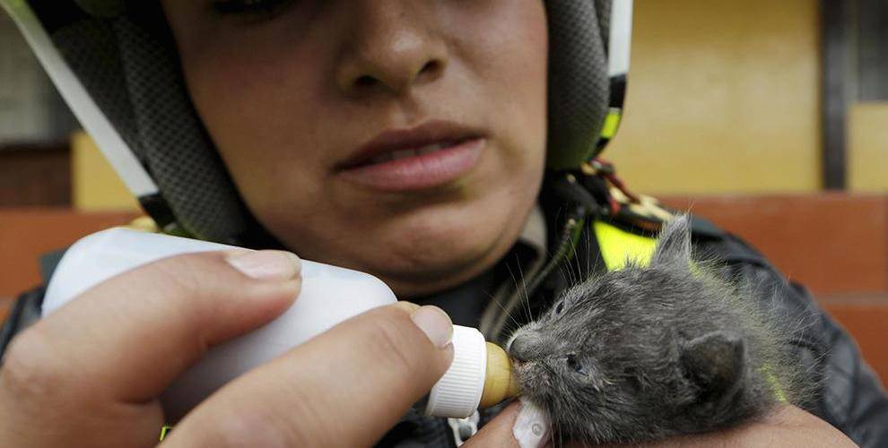 Orejitas animales abandonados