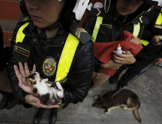 Orejitas animales abandonados4