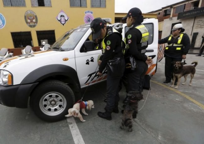 Orejitas animales abandonados5