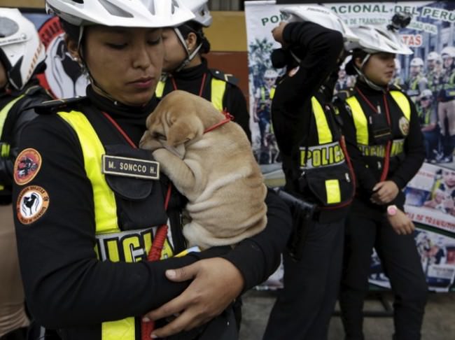 Orejitas animales abandonados6