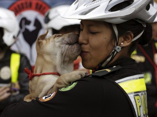 Orejitas animales abandonados7