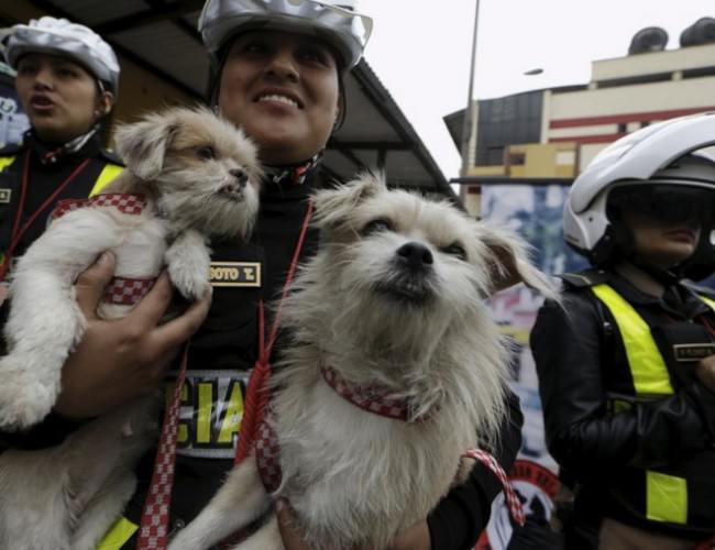 Orejitas animales abandonados8