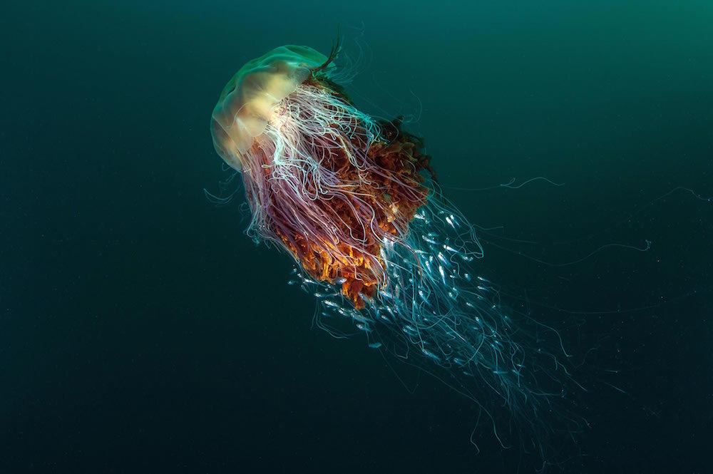 PhotographyAwards 01