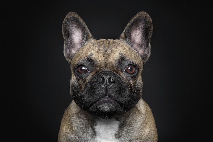 Ralph Hargarten expresiones de perros 2