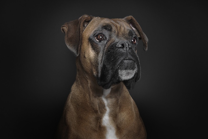 Ralph Hargarten expresiones de perros 3