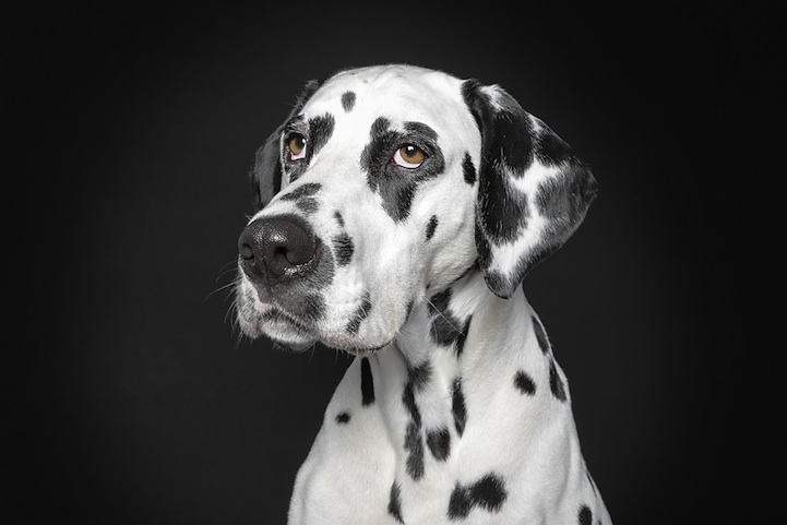 Ralph Hargarten expresiones de perros 4