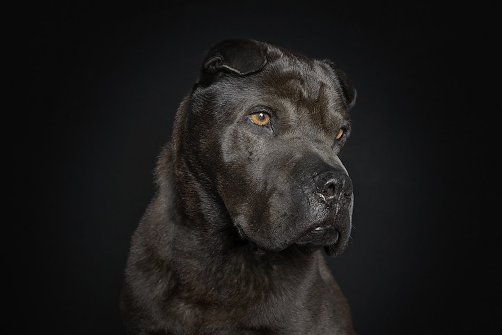 Ralph Hargarten expresiones de perros 5