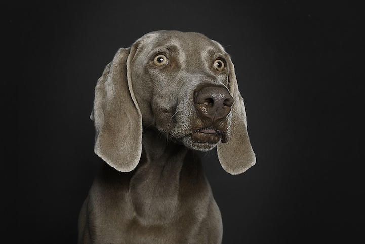 Ralph Hargarten expresiones de perros 6