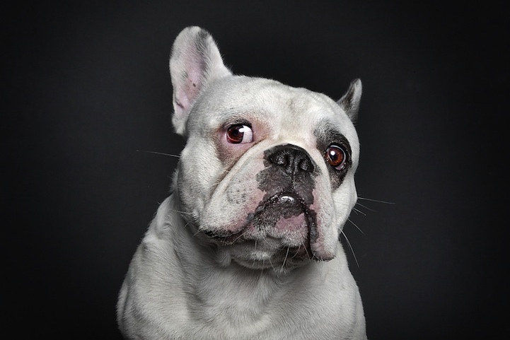 Ralph Hargarten expresiones de perros 7