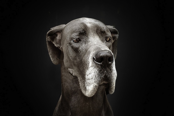 Ralph Hargarten expresiones de perros 8