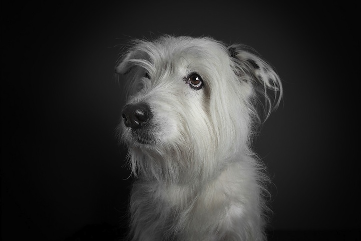 Ralph Hargarten expresiones de perros 9