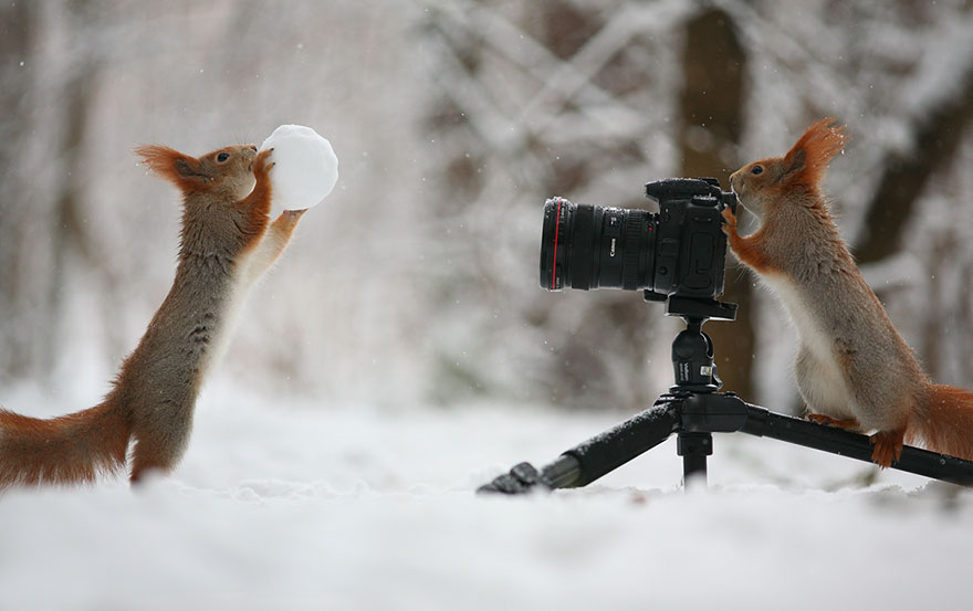 Vadim Trunov simpaticas fotografias ardillas