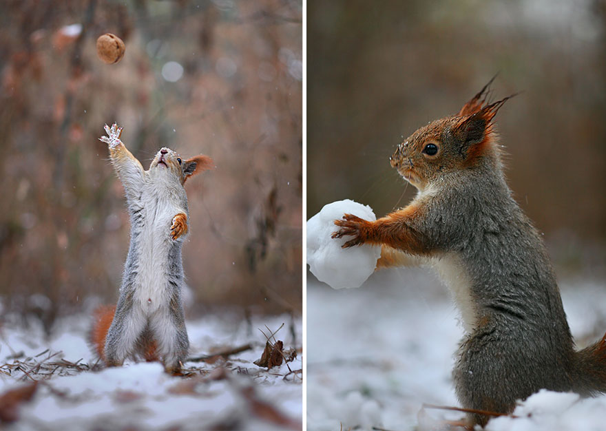 Vadim Trunov simpaticas fotografias ardillas 10