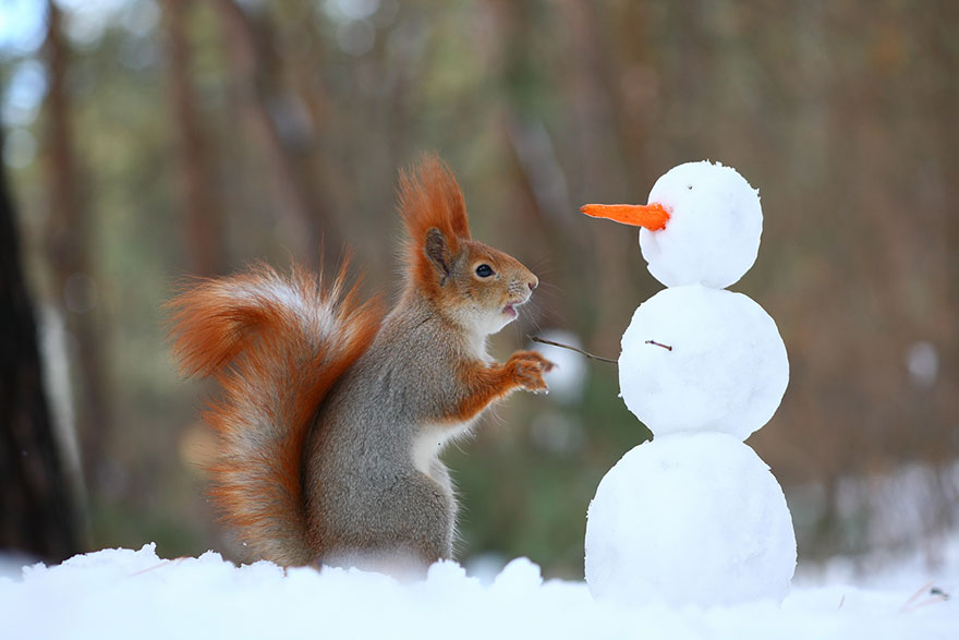 Vadim Trunov simpaticas fotografias ardillas 11