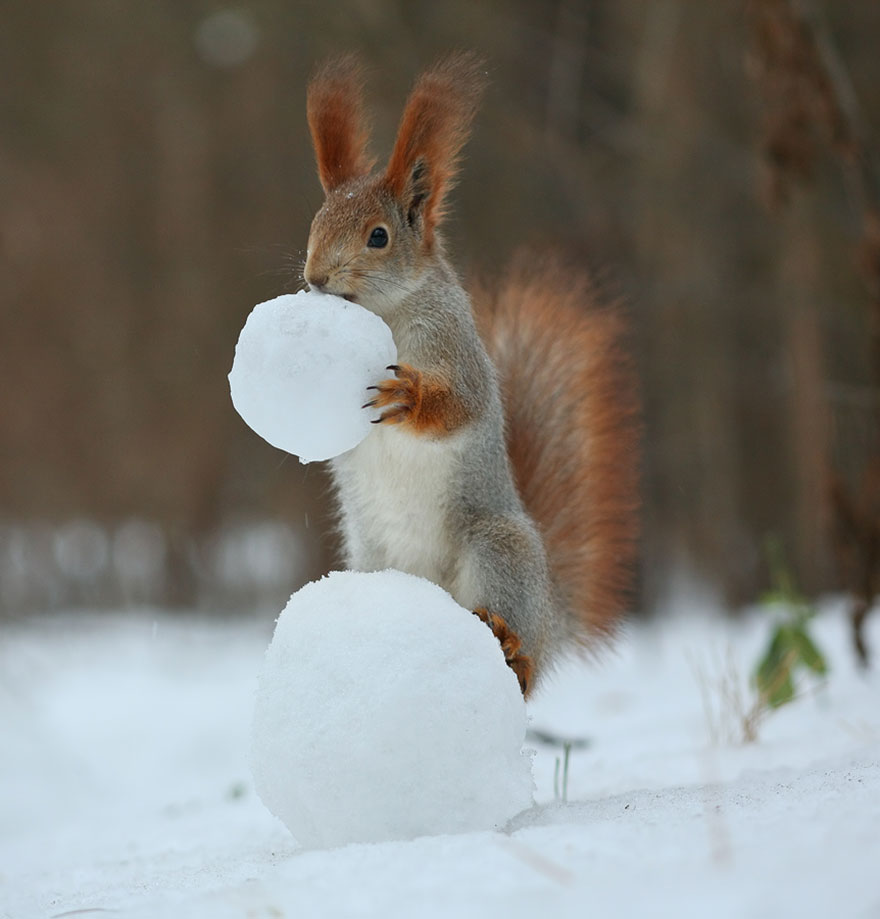 Vadim Trunov simpaticas fotografias ardillas 12