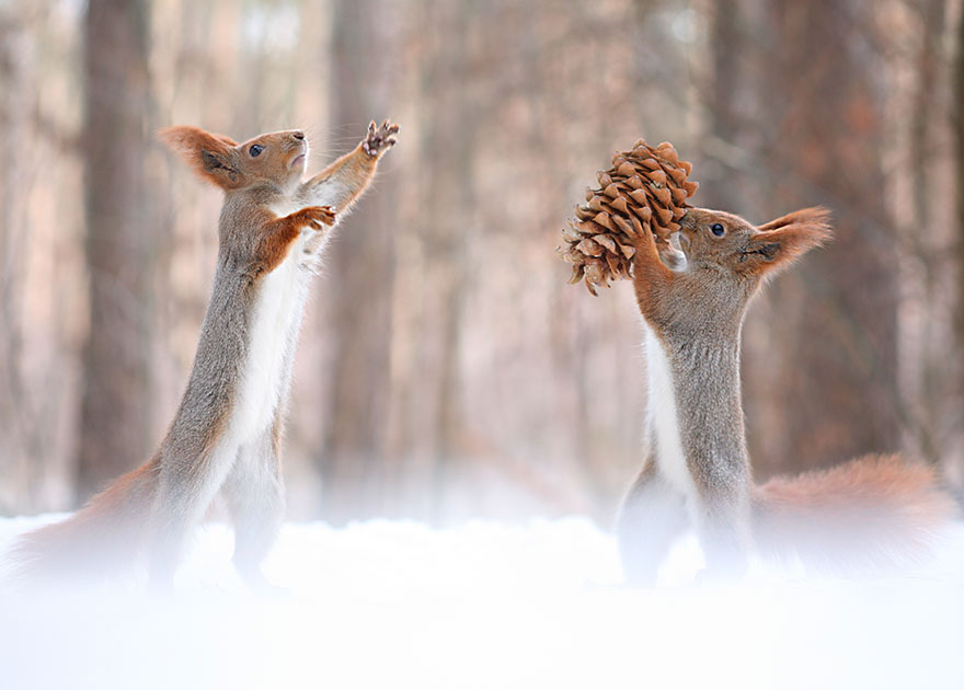 Vadim Trunov simpaticas fotografias ardillas 13