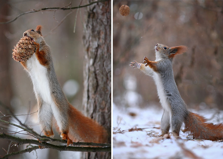 Vadim Trunov simpaticas fotografias ardillas 14