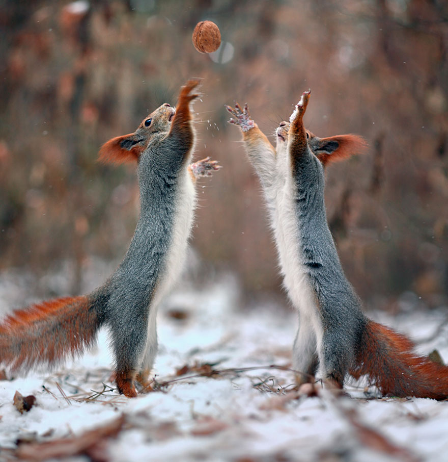 Vadim Trunov simpaticas fotografias ardillas 15