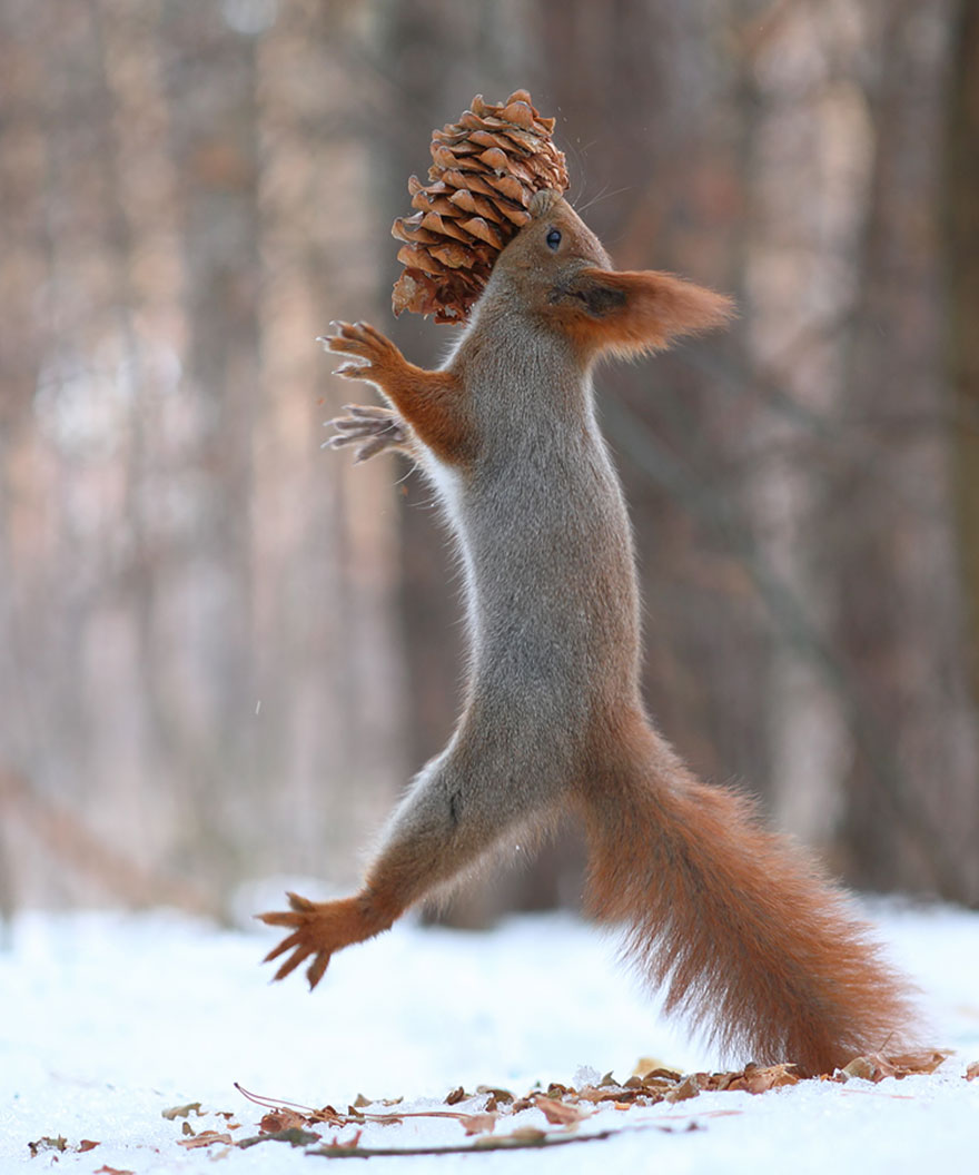 Vadim Trunov simpaticas fotografias ardillas 16