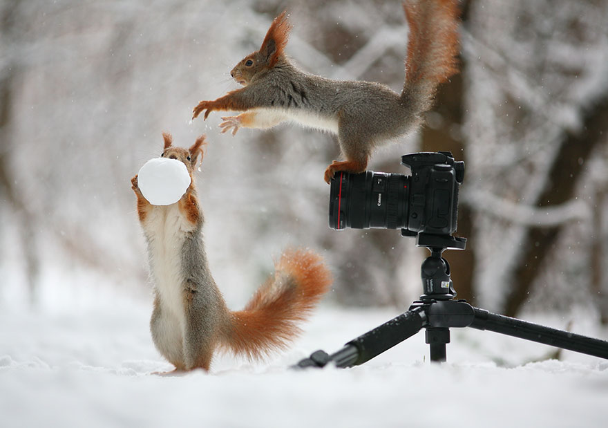 Vadim Trunov simpaticas fotografias ardillas 2