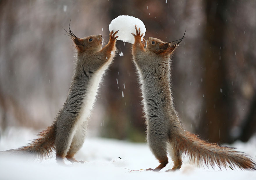 Vadim Trunov simpaticas fotografias ardillas 3