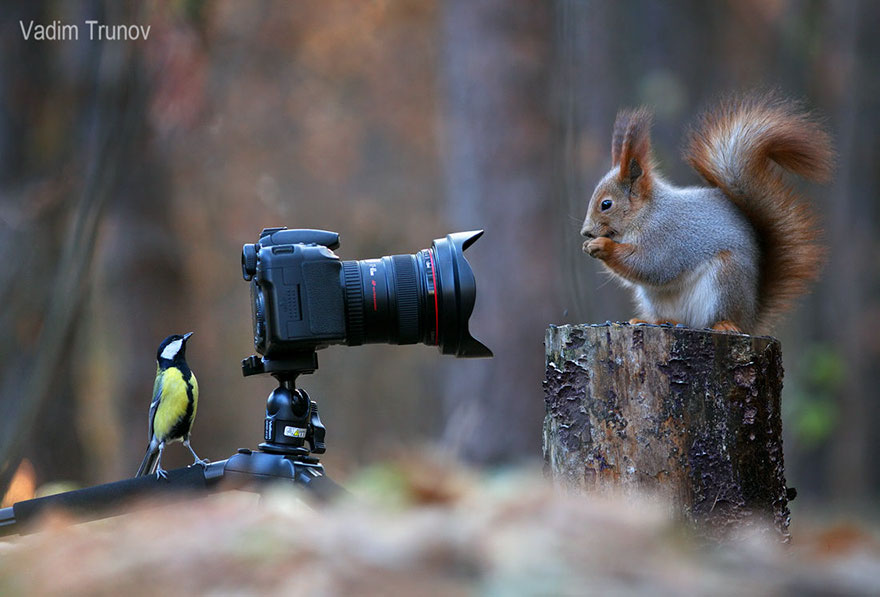 Vadim Trunov simpaticas fotografias ardillas 4