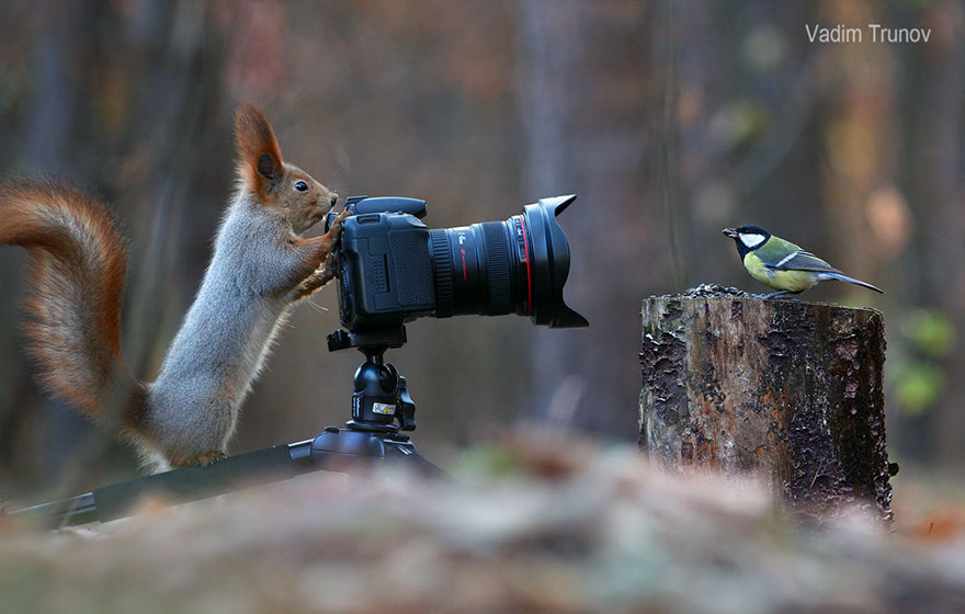 Vadim Trunov simpaticas fotografias ardillas 5