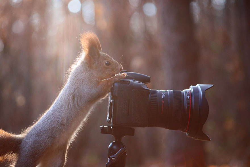 Vadim Trunov simpaticas fotografias ardillas 6