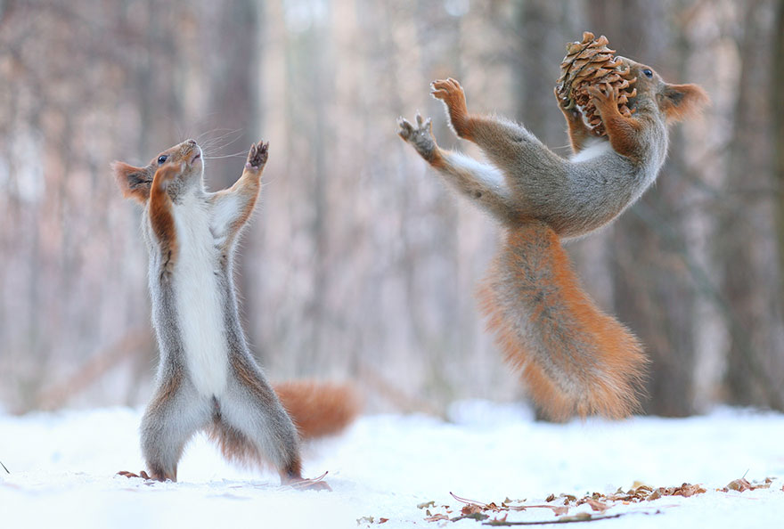 Vadim Trunov simpaticas fotografias ardillas 7