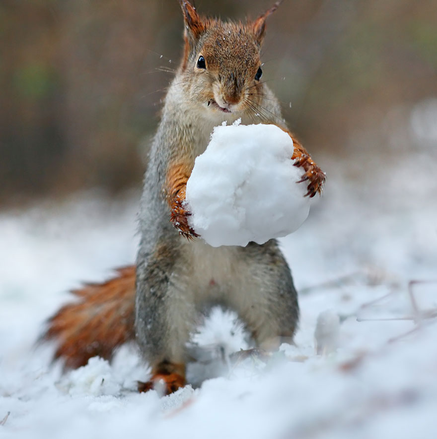Vadim Trunov simpaticas fotografias ardillas 8