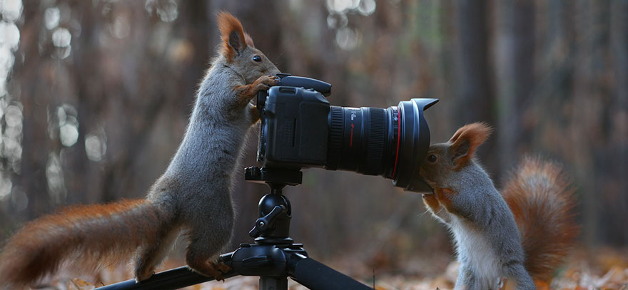 Vadim Trunov simpaticas fotografias ardillas 9